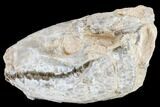 Oreodont (Merycoidodon) Skull - South Dakota #113106-1